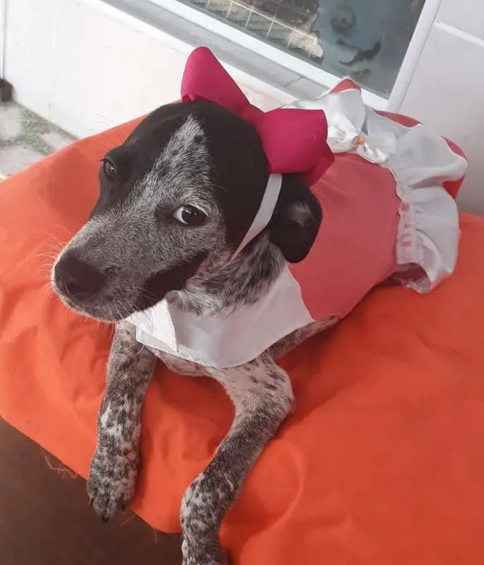 Cachorro ra a srd idade 2 a 6 meses nome Floquinho