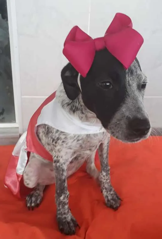 Cachorro ra a srd idade 2 a 6 meses nome Floquinho
