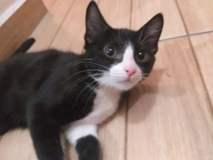 Gato ra a SRD idade 7 a 11 meses nome Jude