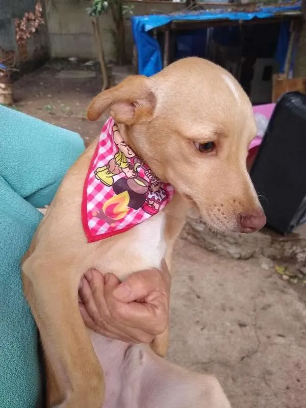 Cachorro ra a mix pinscher  idade 7 a 11 meses nome Teteco