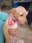 Teteco
