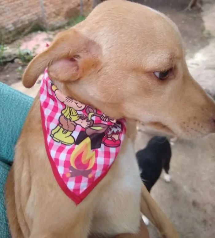 Cachorro ra a mix pinscher  idade 7 a 11 meses nome Teteco