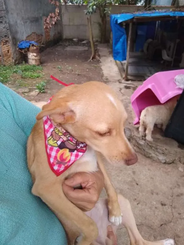 Cachorro ra a mix pinscher  idade 7 a 11 meses nome Teteco