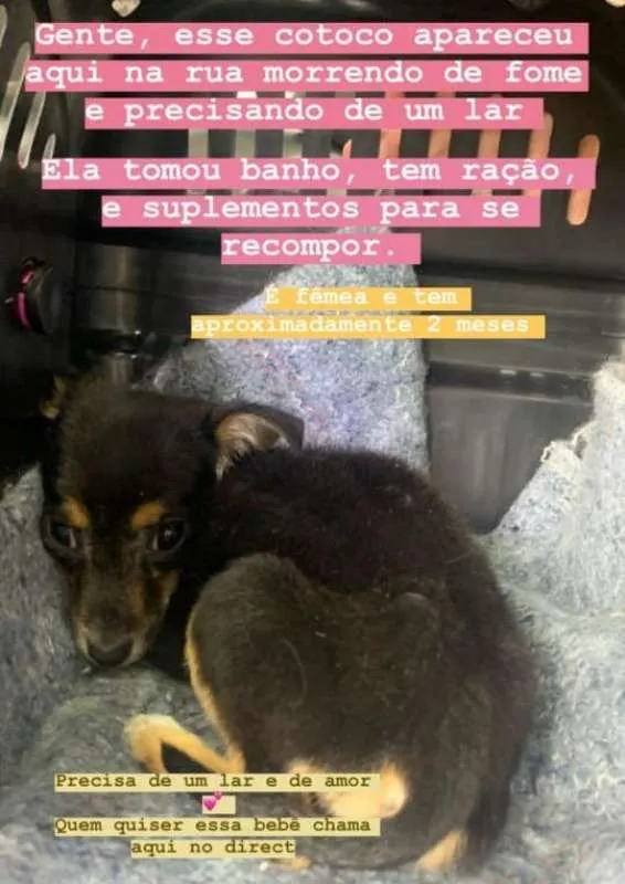 Cachorro ra a srd idade 2 a 6 meses nome Bebê 