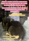 Bebê