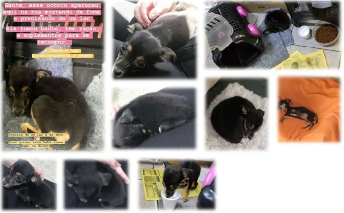 Cachorro ra a srd idade 2 a 6 meses nome Bebê 