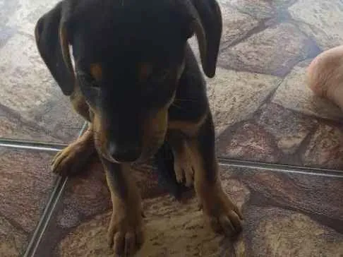 Cachorro ra a Não sei idade Abaixo de 2 meses nome Tor