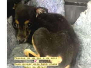 Cachorro raça srd idade 2 a 6 meses nome Bebê 