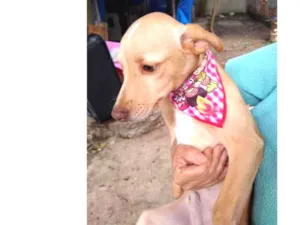 Cachorro raça mix pinscher  idade 7 a 11 meses nome Teteco