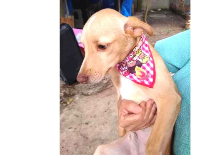Cachorro ra a mix pinscher  idade 7 a 11 meses nome Teteco