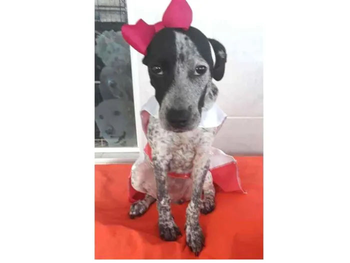 Cachorro ra a srd idade 2 a 6 meses nome Floquinho