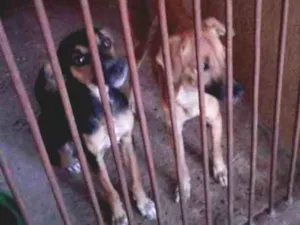 Cachorro raça  idade  nome Bela e Thor 