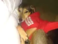 Nala