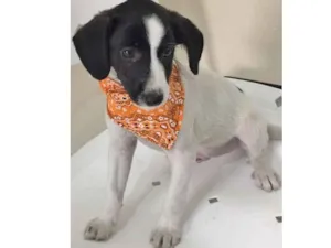 Cachorro raça SRD idade 2 a 6 meses nome MUMUZINHO