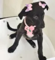 BORBOLETINHA