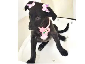 Cachorro raça SRD idade 2 a 6 meses nome BORBOLETINHA