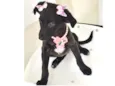 BORBOLETINHA