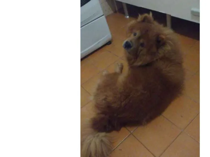 Cachorro ra a Chow-Chow idade 6 ou mais anos nome Sheldon