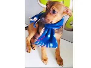 Cachorro raça SRD idade 2 a 6 meses nome PINGO