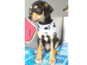 Cachorro raça SRD idade 2 a 6 meses nome LELECO