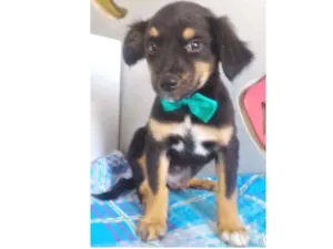 Cachorro raça SRD idade 2 a 6 meses nome LILICO