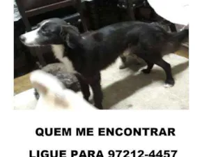 Cachorro raça Srd idade 6 ou mais anos nome MAX