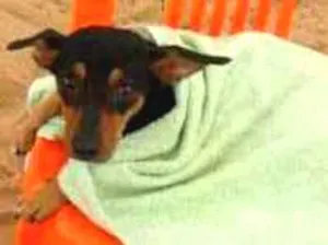 Cachorro raça Indefinida idade 6 ou mais anos nome Fofinha