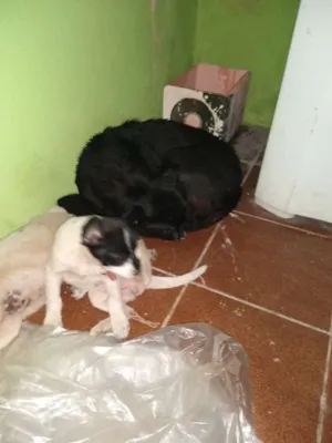 Cachorro raça Vira lata  idade 7 a 11 meses nome Sem nome