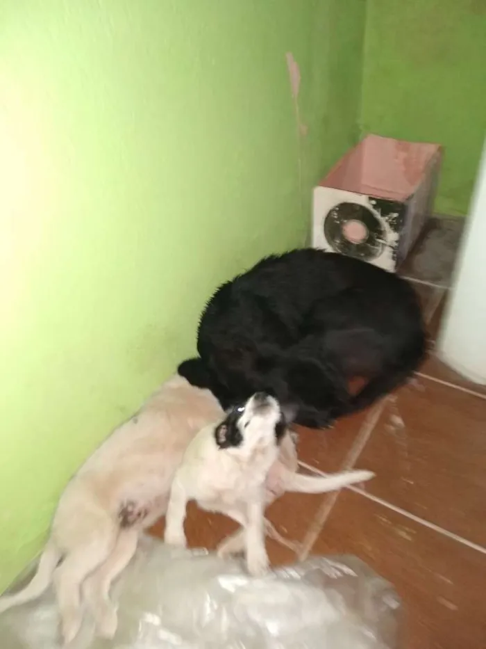 Cachorro raça Vira lata  idade 7 a 11 meses nome Sem nome
