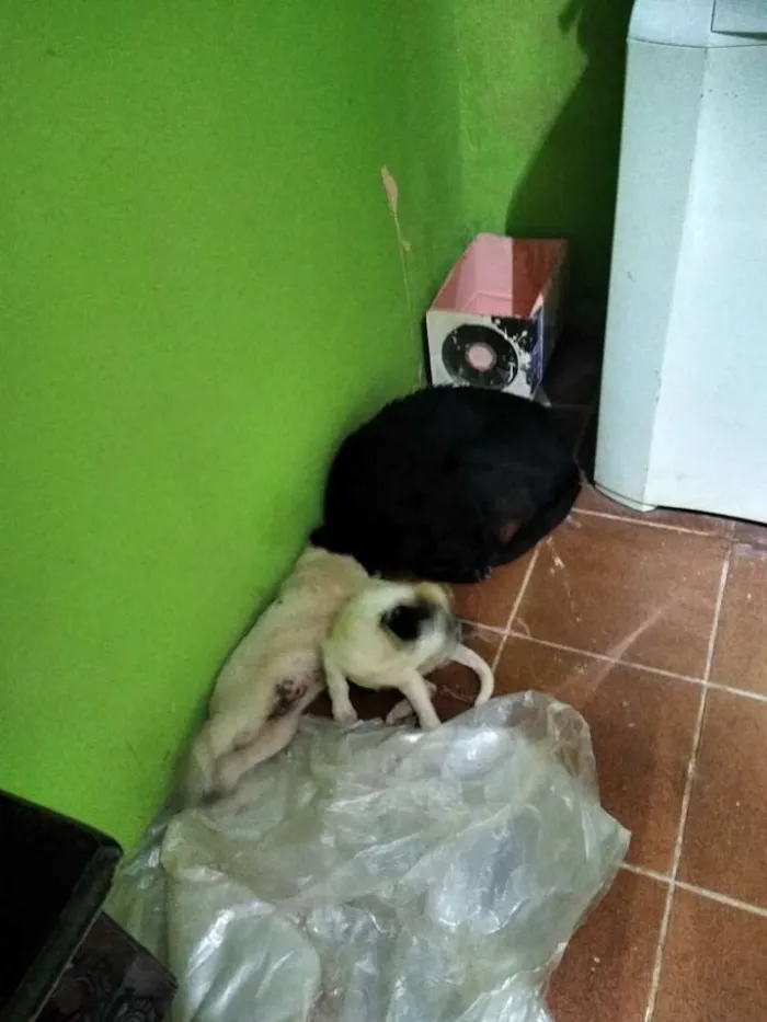 Cachorro raça Vira lata  idade 7 a 11 meses nome Sem nome