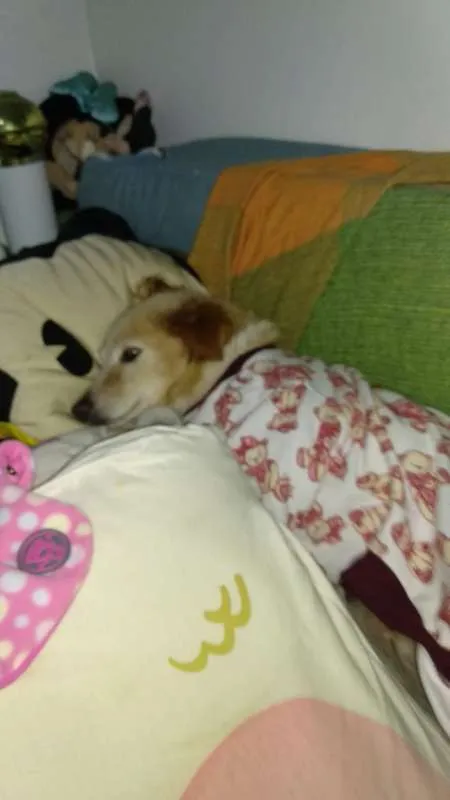 Cachorro ra a SRD idade 5 anos nome Honey
