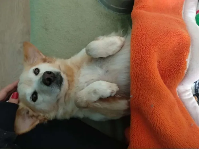 Cachorro ra a SRD idade 5 anos nome Honey