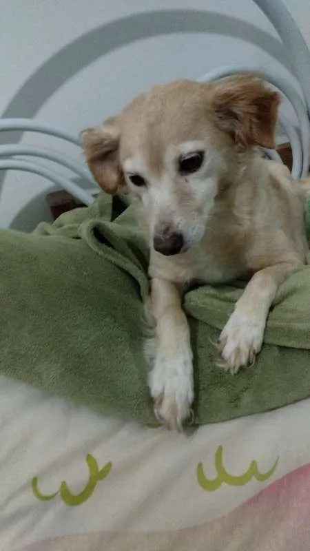 Cachorro ra a SRD idade 5 anos nome Honey