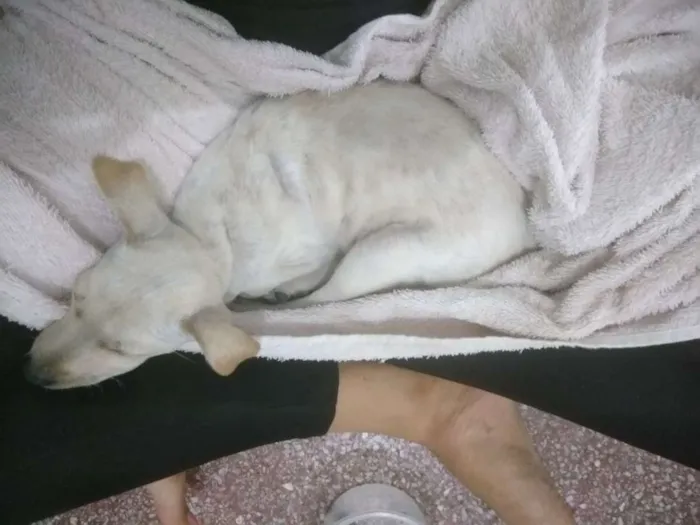 Cachorro ra a Vira-lata  idade 2 a 6 meses nome Barney