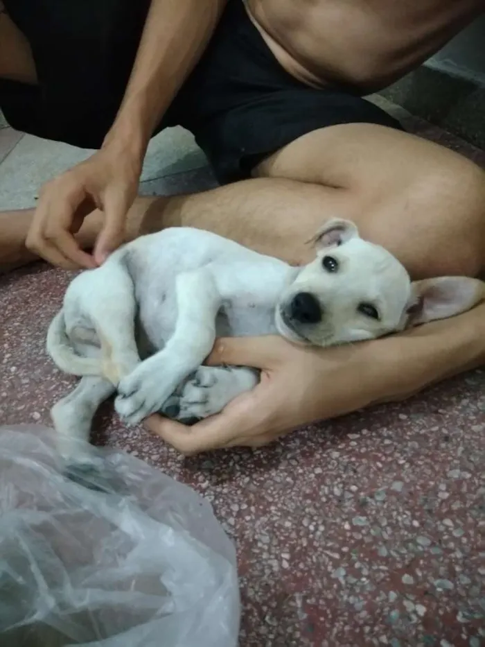 Cachorro ra a Vira-lata  idade 2 a 6 meses nome Barney