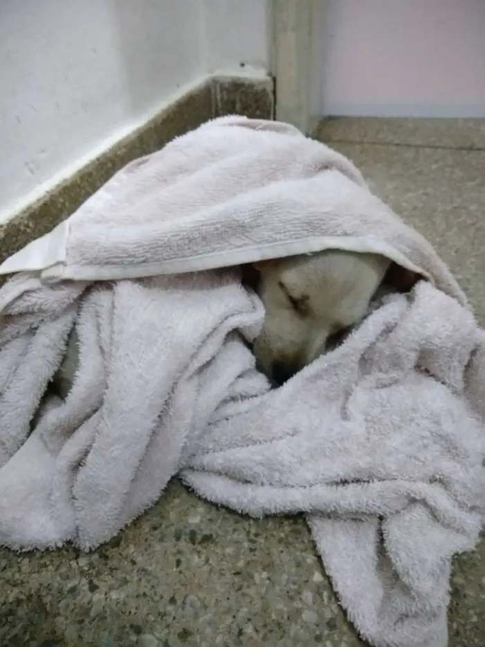 Cachorro ra a Vira-lata  idade 2 a 6 meses nome Barney