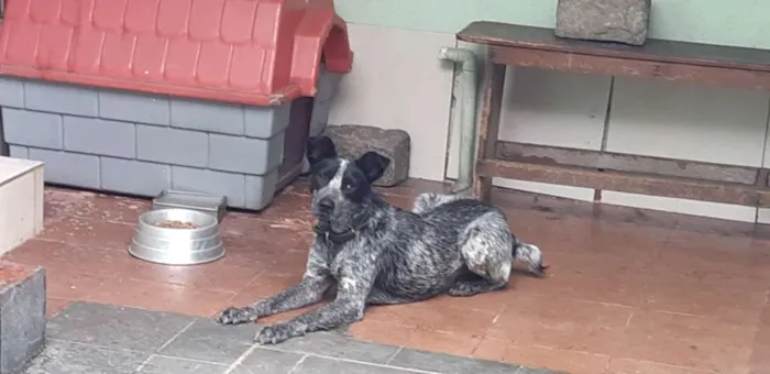 Cachorro ra a vira lata com pitbull  idade 7 a 11 meses nome Pantera