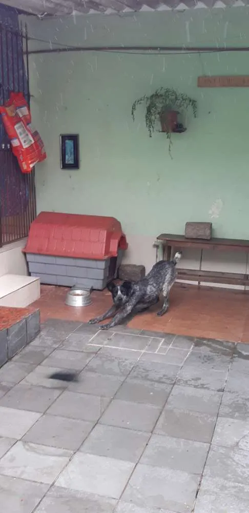 Cachorro ra a vira lata com pitbull  idade 7 a 11 meses nome Pantera