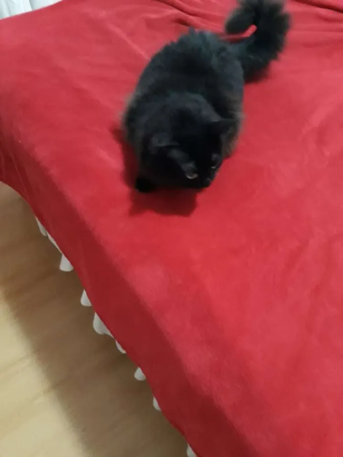 Gato ra a Angora idade 2 anos nome Menina