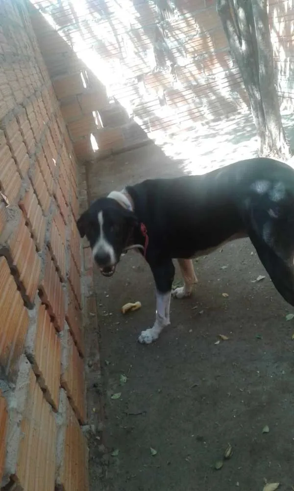 Cachorro ra a Vira lata idade 2 a 6 meses nome Leno
