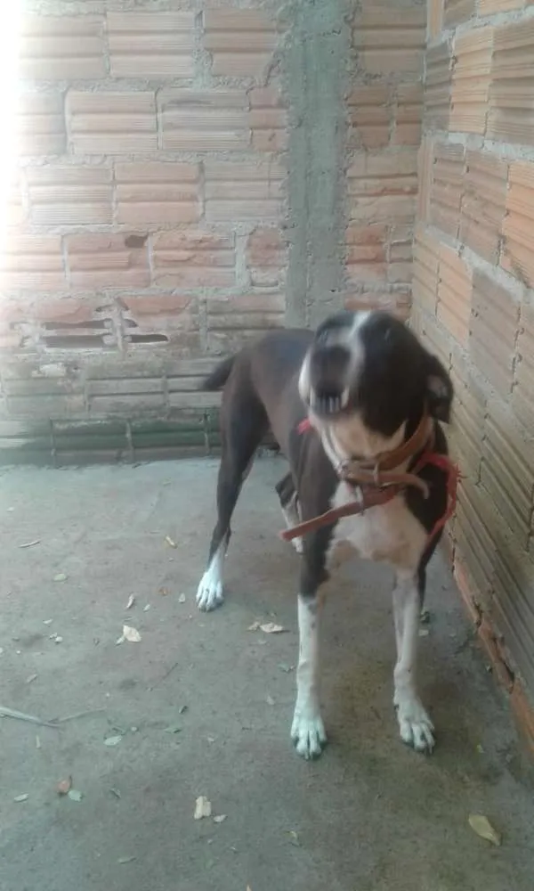 Cachorro ra a Vira lata idade 2 a 6 meses nome Leno