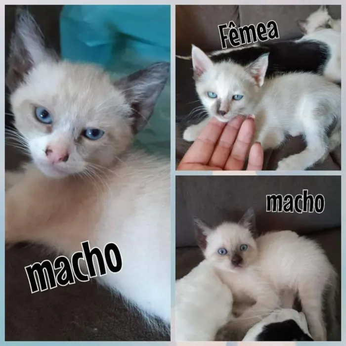 Gato ra a Mestço siamês idade 2 a 6 meses nome Sem nome