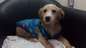 Cachorro raça SRD idade 7 a 11 meses nome Berlim