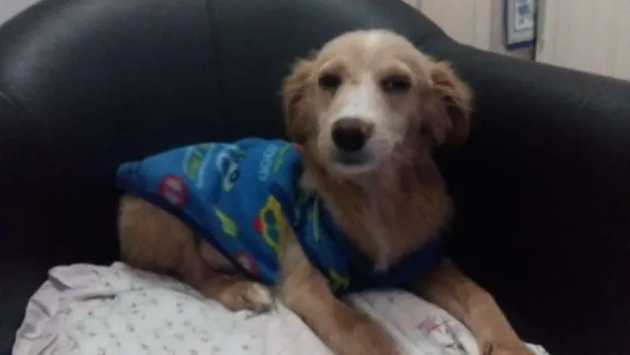 Cachorro raça SRD idade 7 a 11 meses nome Berlim