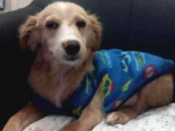 Cachorro raça SRD idade 7 a 11 meses nome Berlim