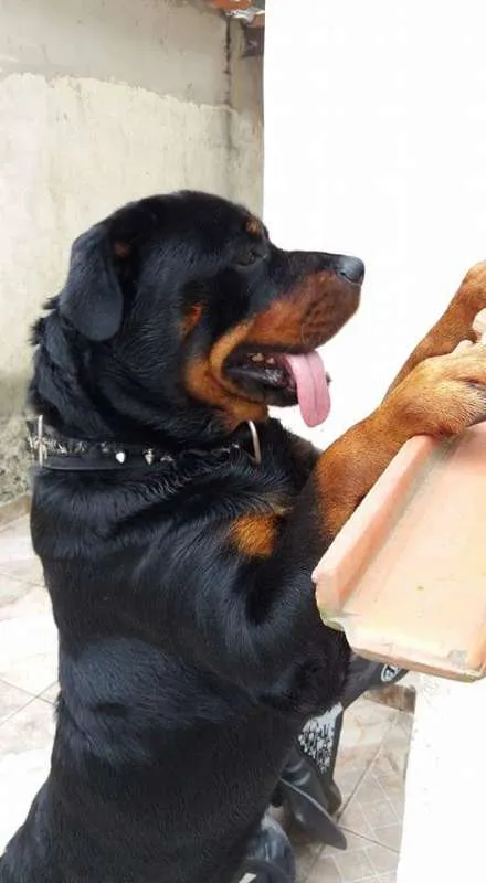 Cachorro ra a Rottweiler idade 3 anos nome Veludo