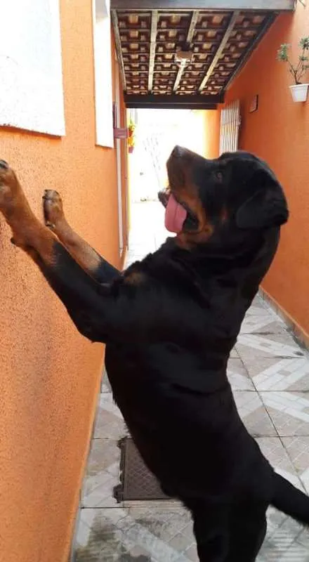 Cachorro ra a Rottweiler idade 3 anos nome Veludo