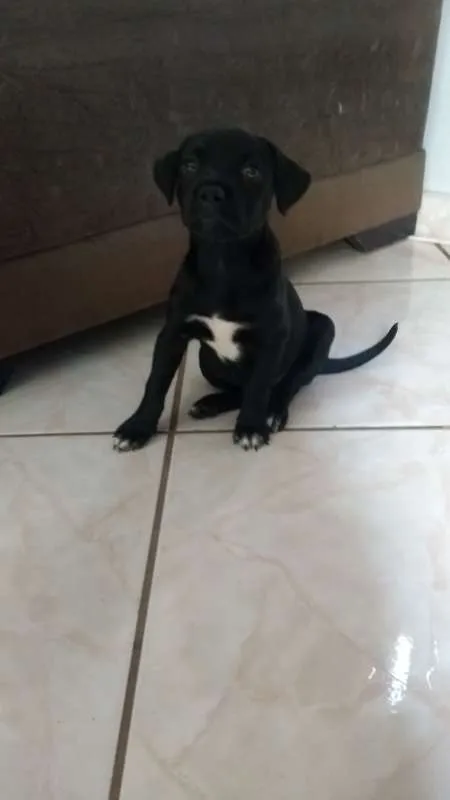 Cachorro ra a vira lata idade Abaixo de 2 meses nome adote