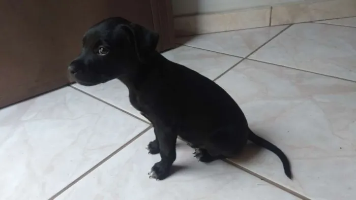 Cachorro ra a vira lata idade Abaixo de 2 meses nome adote