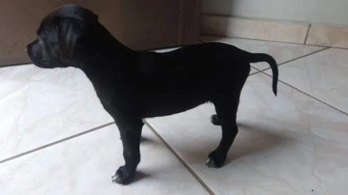 Cachorro ra a vira lata idade Abaixo de 2 meses nome adote